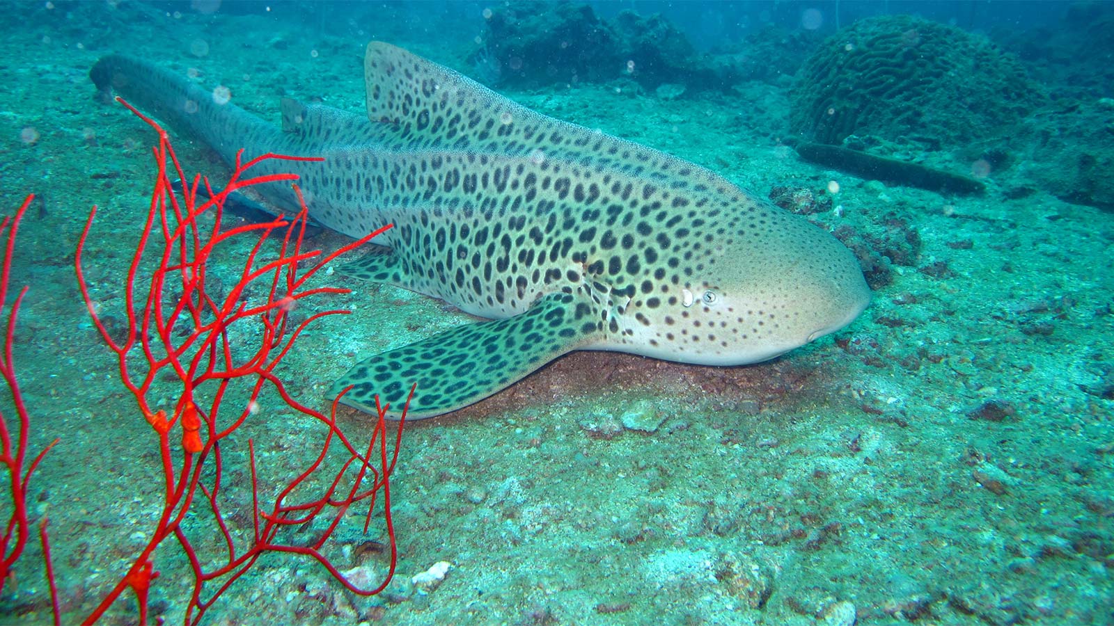 Divemaster Ausbildung Phuket