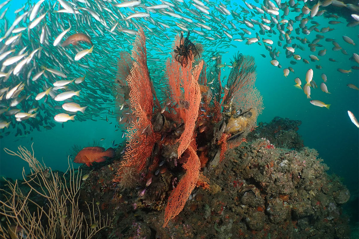 Tauchsafari Similan Richelieu 4 Tage 4 Naechte Thailand