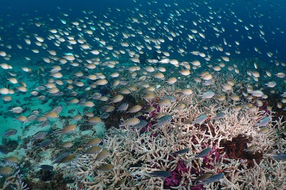 Tauchsafari Similan Richelieu Rock Walhaie Thailand