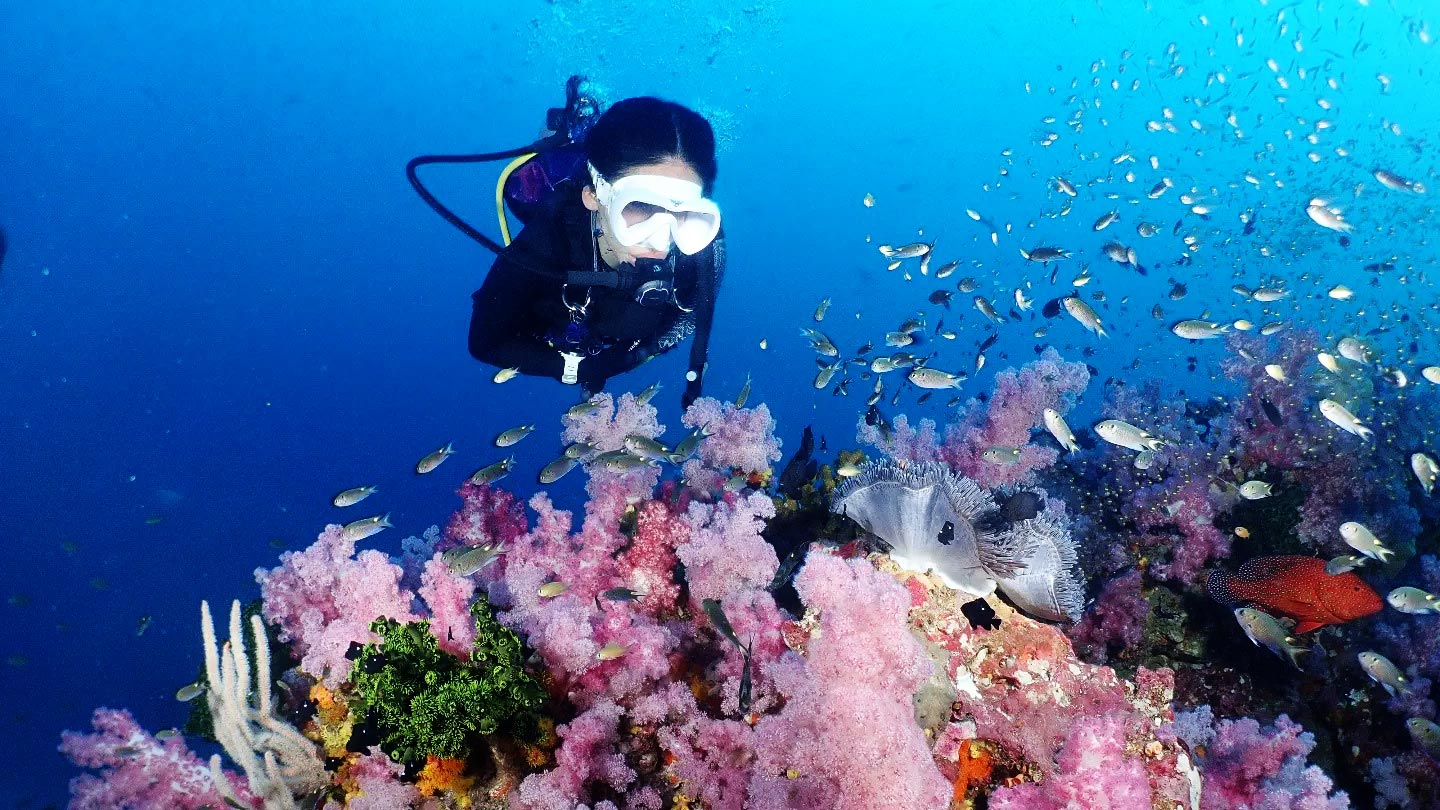 Taucherin erkundet ein farbenfrohes Korallenriff mit vielen Fischen beim Tauchen in Phuket