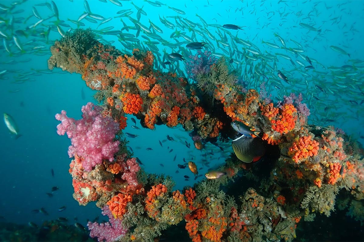 Wracktauchen King Cruiser Shark Point Koh Doc Mai Phuket
