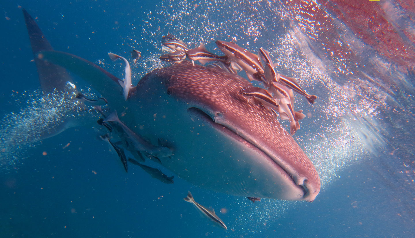 Walhai Begegnung beim Tauchen in Phuket